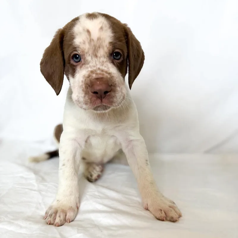 A baby extra large-sized male Brown / Chocolate Mastiff dog named Murphy for adoption in Bullard, TX