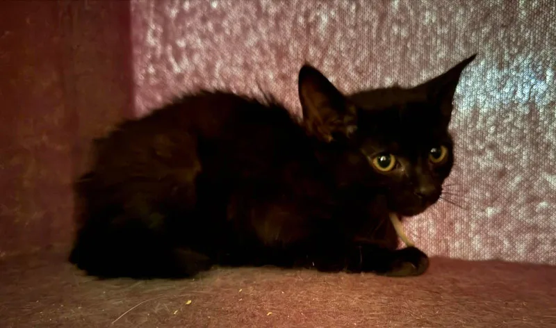 A baby medium-sized male Domestic Short Hair cat named Worcestershire Sauce for adoption in Forest, VA