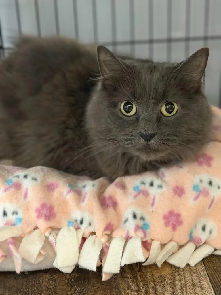 A senior medium-sized male Domestic Long Hair cat named Lexie for adoption in Algona, IA