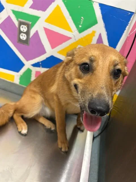 A young small-sized female German Shepherd Dog dog named Cookie for adoption in Baytown, TX