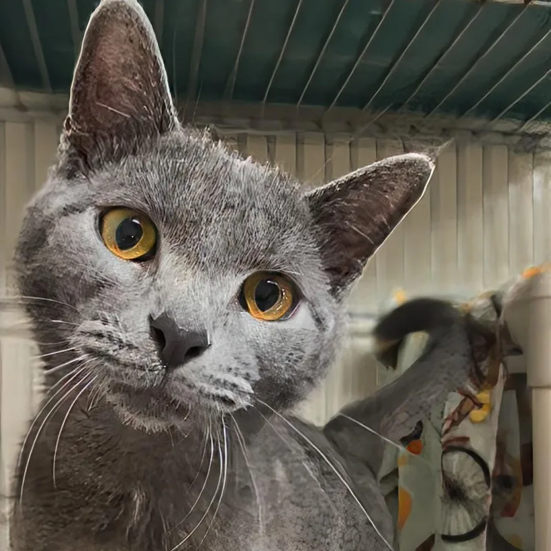 An adult medium-sized female Gray / Blue / Silver Domestic Short Hair cat named Jemma for adoption in West Jefferson, OH