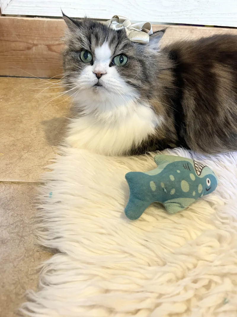 An adult medium-sized female White Persian cat named Little for adoption in Bradenton, FL