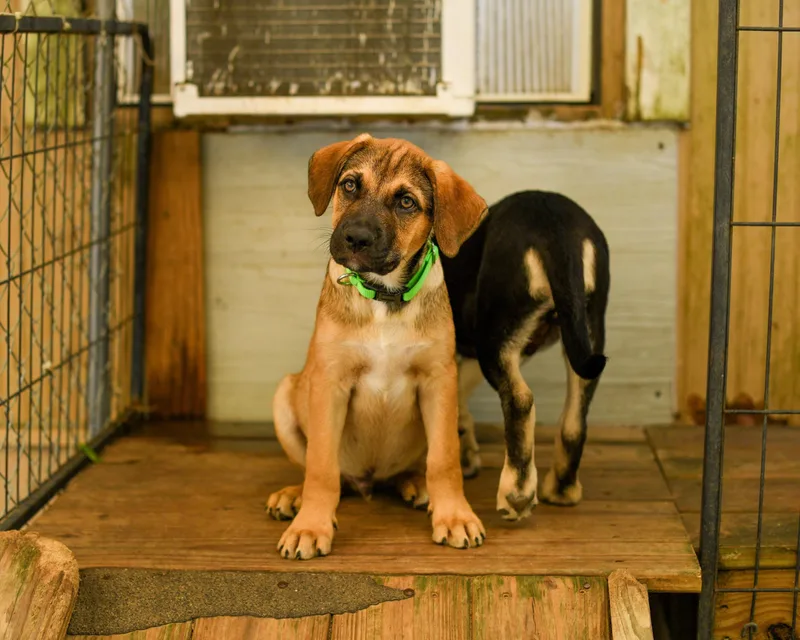 A baby medium-sized male Sable Mixed Breed dog named Snoopy for adoption in BONIFAY, FL