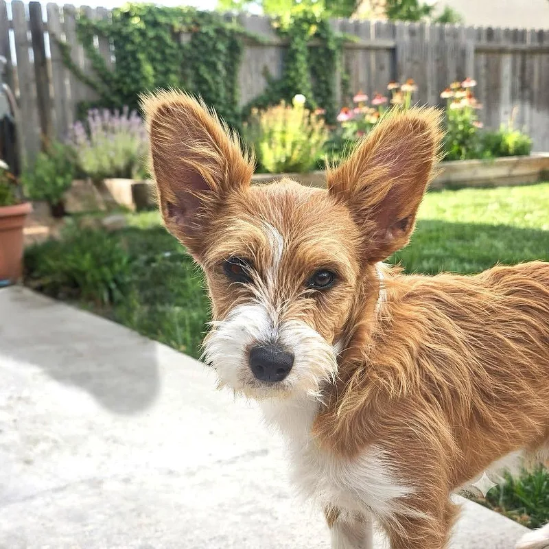 Daisy thumbnail 2
