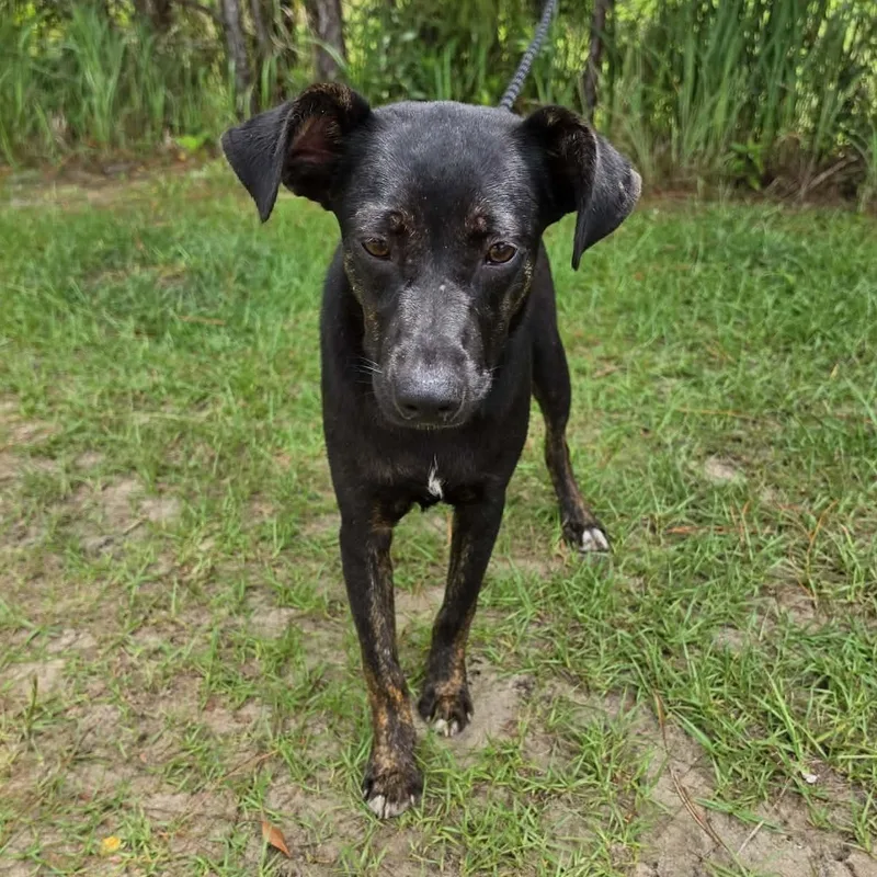 A baby medium-sized female Black Labrador Retriever dog named Nova for adoption in Foley, AL