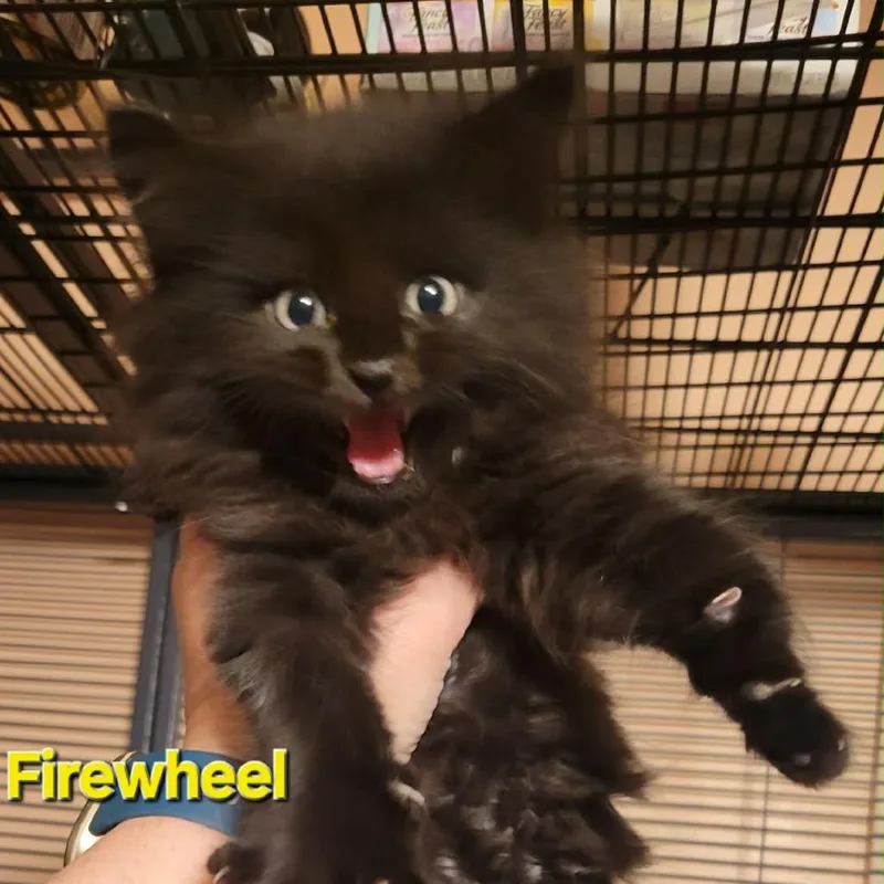 Firewheel thumbnail 2