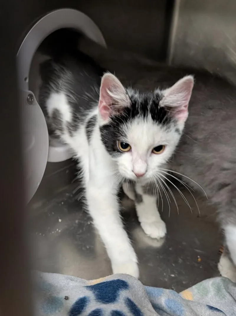 A baby medium-sized male Black Domestic Short Hair cat named Tug for adoption in Marietta, OH