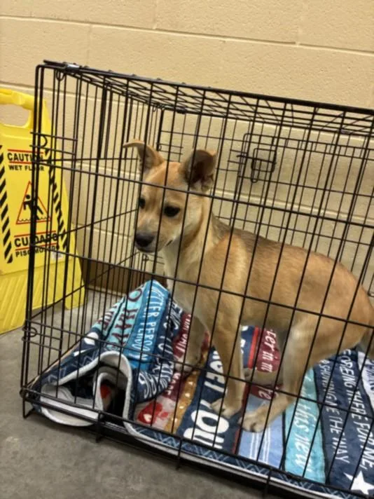 A baby medium-sized female German Shepherd Dog dog named Marla for adoption in Texas City, TX