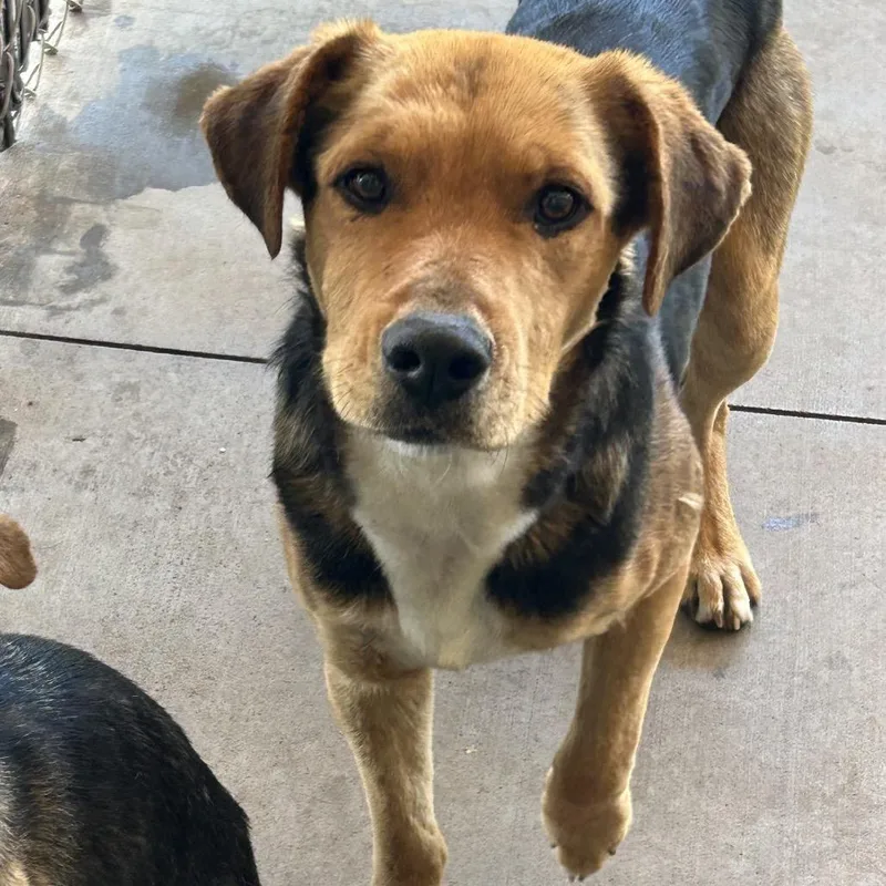 An adult medium-sized male Black Mixed Breed dog named Fozzie for adoption in Flagstaff, AZ