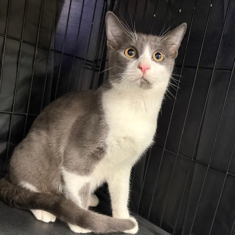 A young small-sized male Domestic Medium Hair cat named Stefan for adoption in Fredericksburg, TX