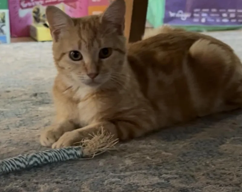 A baby small-sized female Tabby (Orange / Red) Domestic Short Hair cat named Princess Donut for adoption in Orange, CA