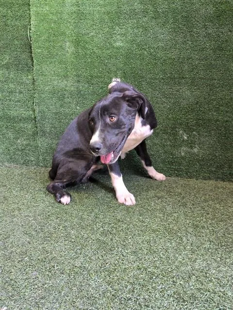 A young large-sized male Labrador Retriever dog named Sugar for adoption in Lancaster, CA