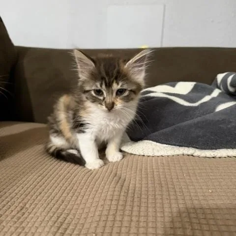 A baby medium-sized female Torbie Domestic Short Hair cat named Bitsy for adoption in Houston, TX