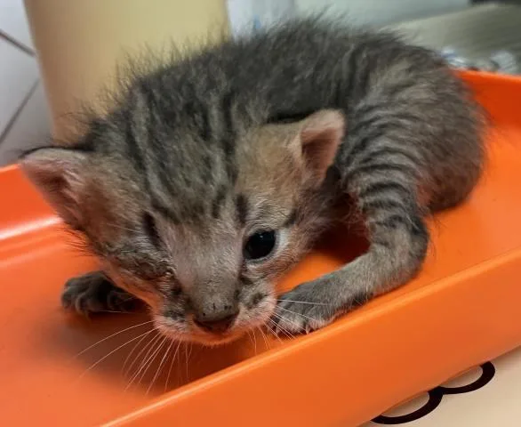 A baby small-sized male Domestic Short Hair cat named Sweet Boy for adoption in Bakersfield, CA