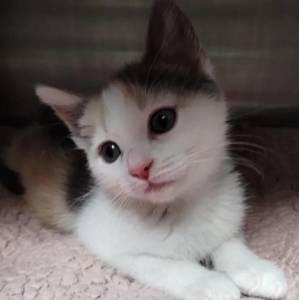 A baby small-sized female Domestic Short Hair cat named Merry for adoption in Alameda, CA