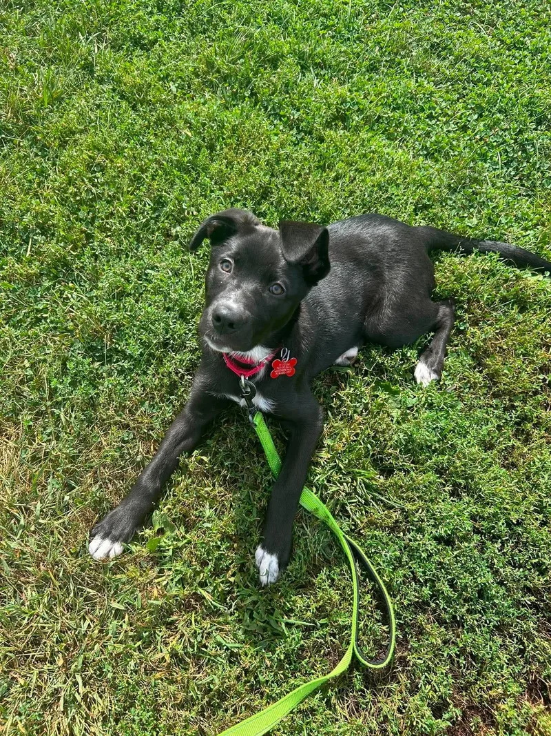 A baby large-sized female Labrador Retriever dog named Geneva for adoption in Valparaiso, IN