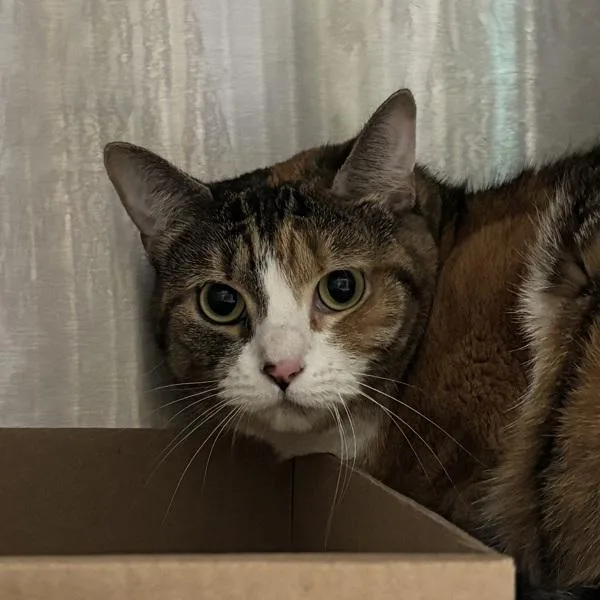 An adult medium-sized female Domestic Short Hair cat named Mee Mee Meow for adoption in Ridgewood, NY