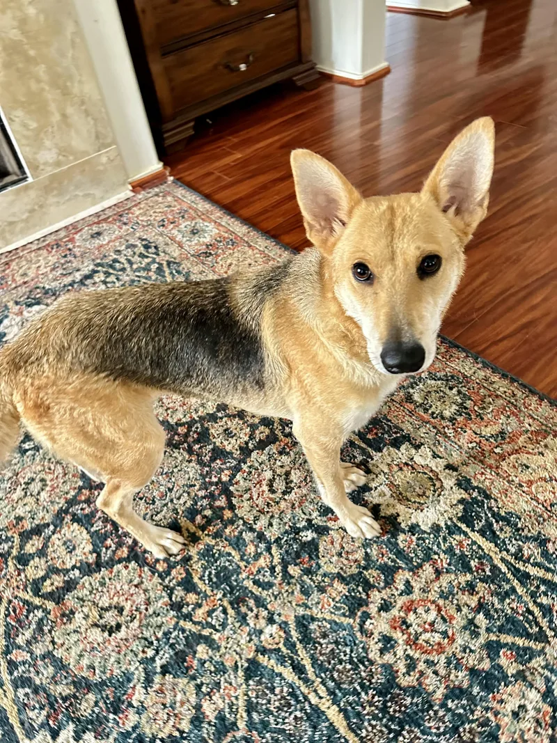 Lilly Bell thumbnail 2