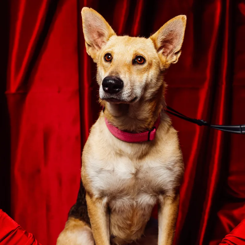 A young medium-sized female Golden Carolina Dog dog named Lilly Bell for adoption in Houston, TX