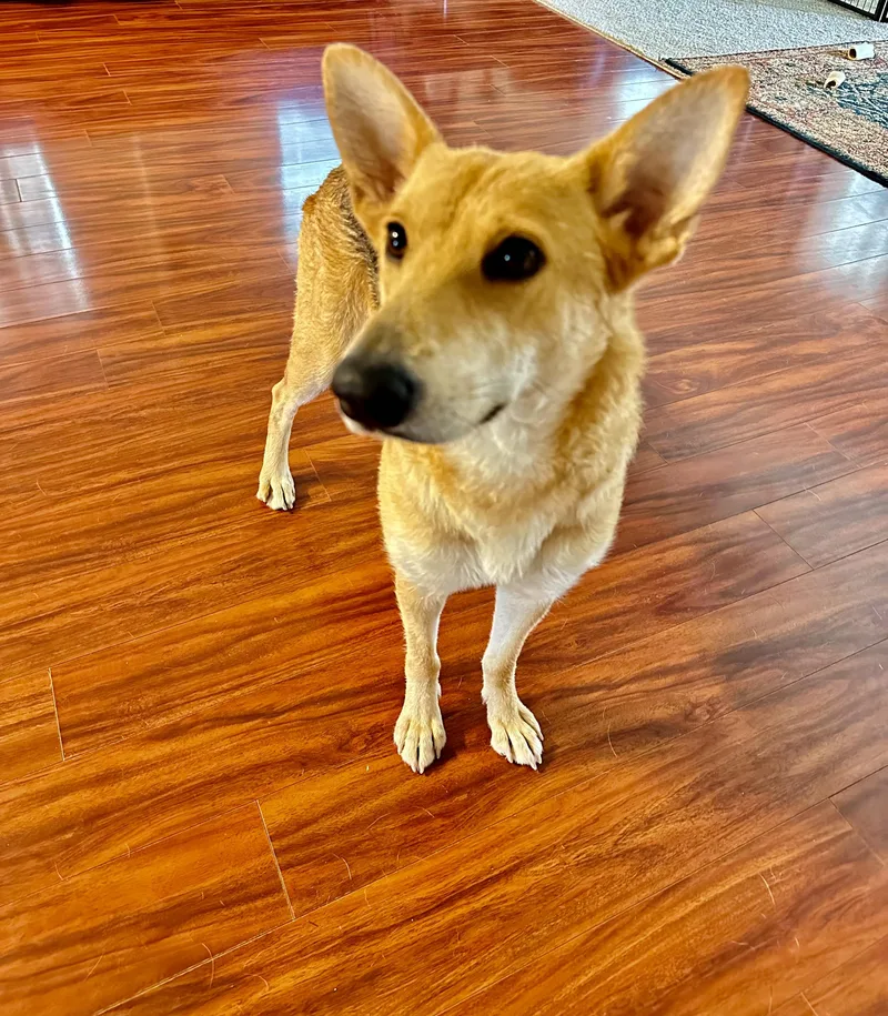 Lilly Bell thumbnail 4