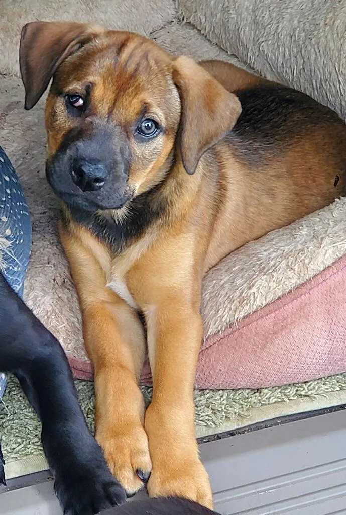 A baby medium-sized female Bicolor Mixed Breed dog named Katniss for adoption in Powell, TN
