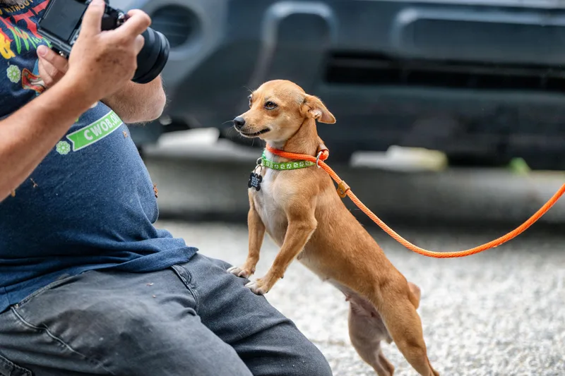 A young small-sized female Yellow / Tan / Blond / Fawn Chihuahua dog named Gladys for adoption in Santa Rosa, CA