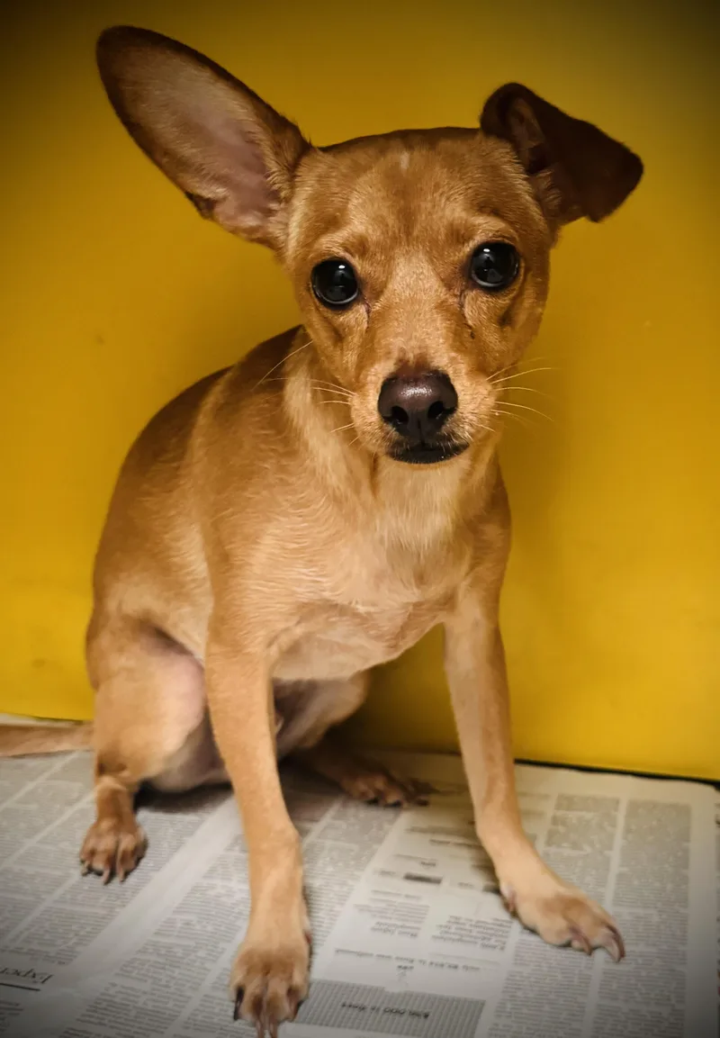 A young small-sized male Mixed Breed dog named Marley for adoption in Los Angeles, CA