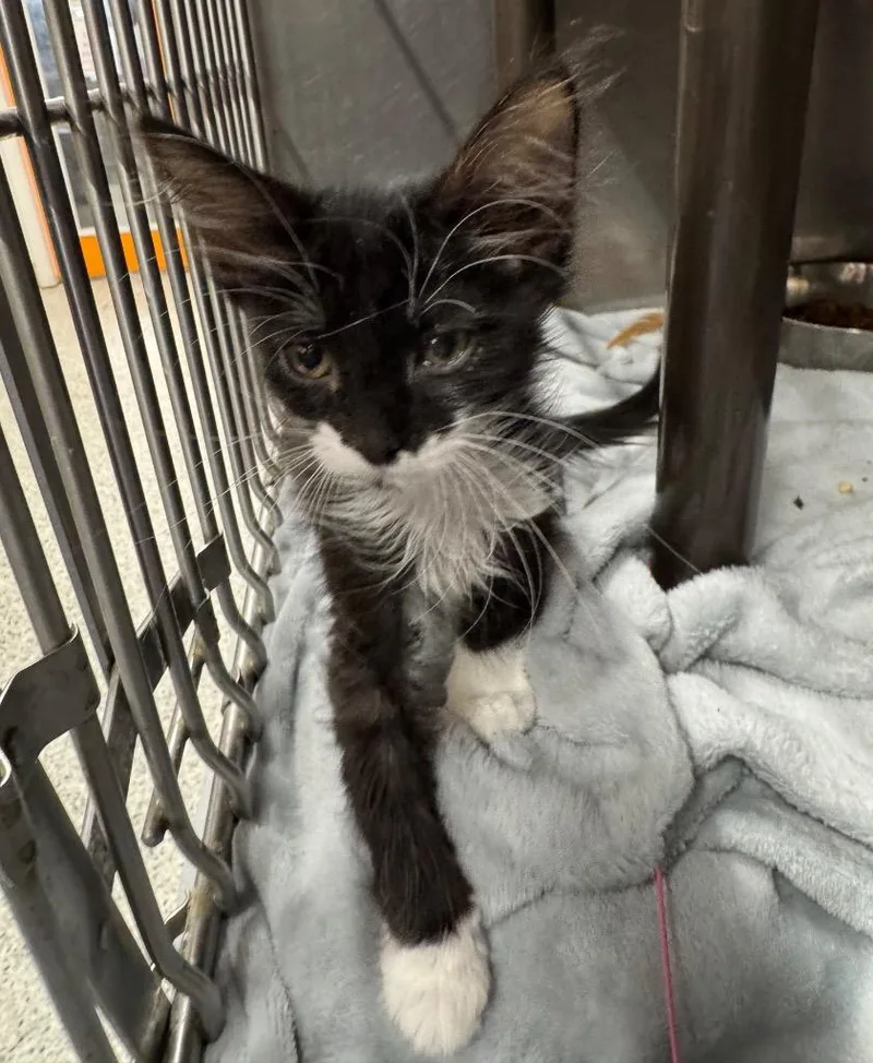 A baby medium-sized male Domestic Medium Hair cat named Saint Nectaire for adoption in Fort Lupton, CO