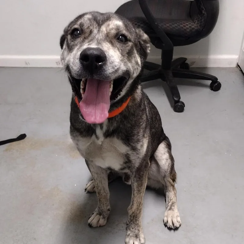 A young small-sized male Black Mixed Breed dog named Ryker for adoption in Troy, IL