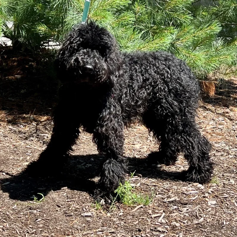 A young medium-sized female Black Standard Poodle dog named Juliet for adoption in East Hampton, NY
