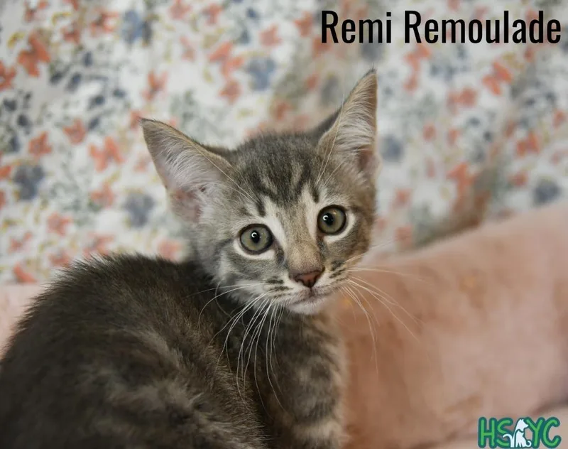 A baby medium-sized male Domestic Short Hair cat named Remi Remoulade for adoption in Fort Mill, SC