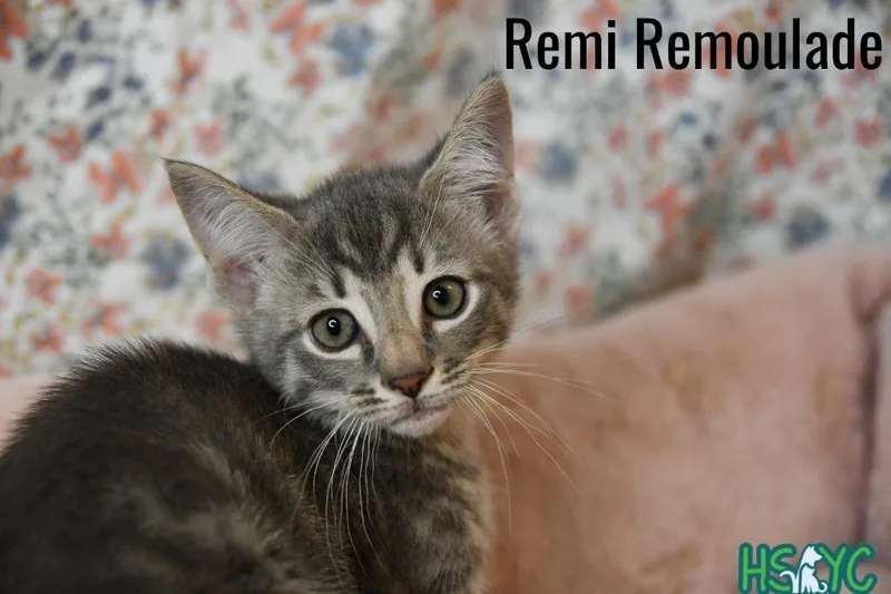 Remi Remoulade thumbnail 2