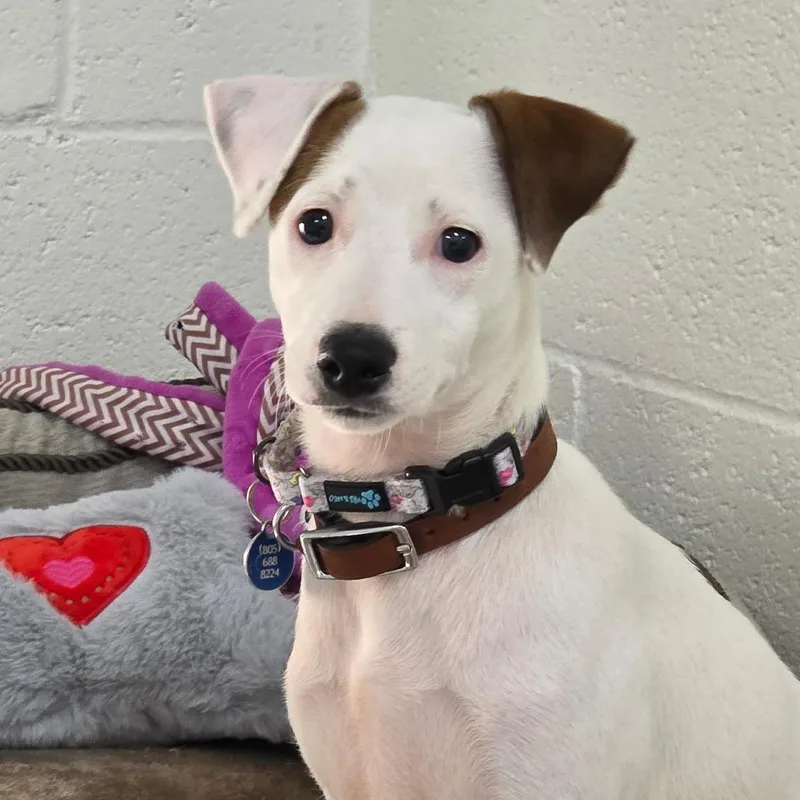A baby small-sized female White / Cream Jack Russell Terrier dog named Sadie for adoption in Buellton, CA