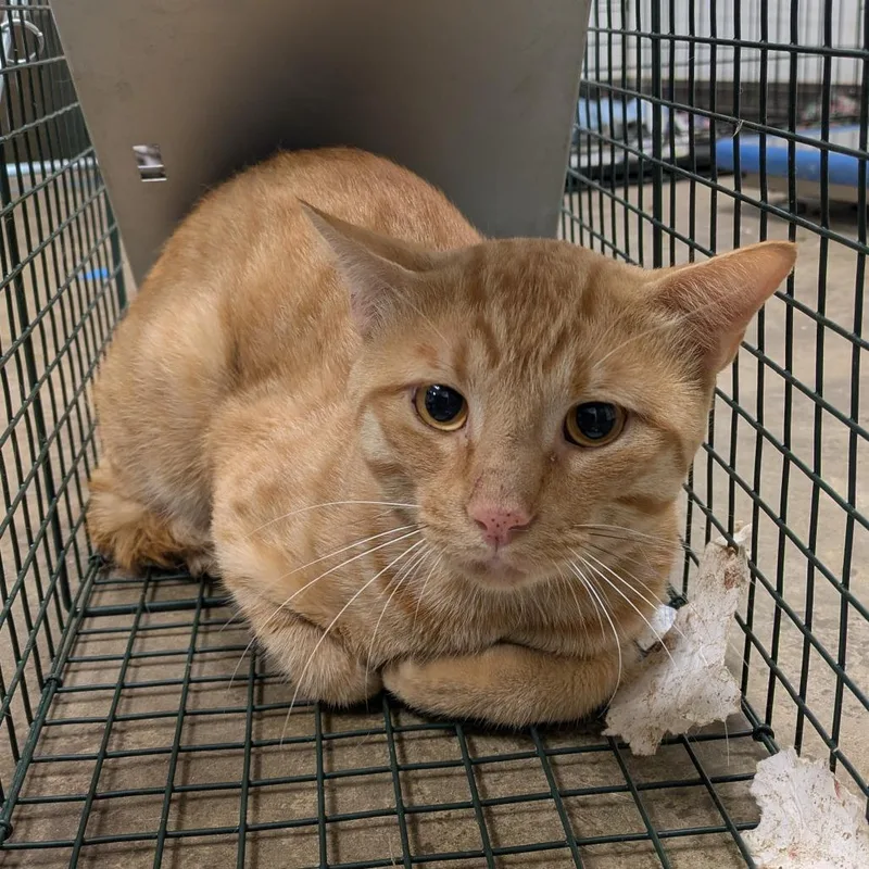 An adult medium-sized male Orange / Red Domestic Short Hair cat named Sulfur for adoption in Cleveland, MS