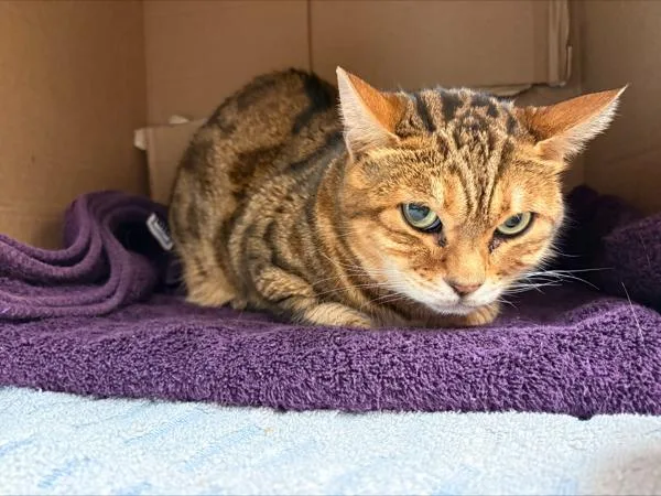 An adult small-sized male Bengal cat named George for adoption in Stratham, NH