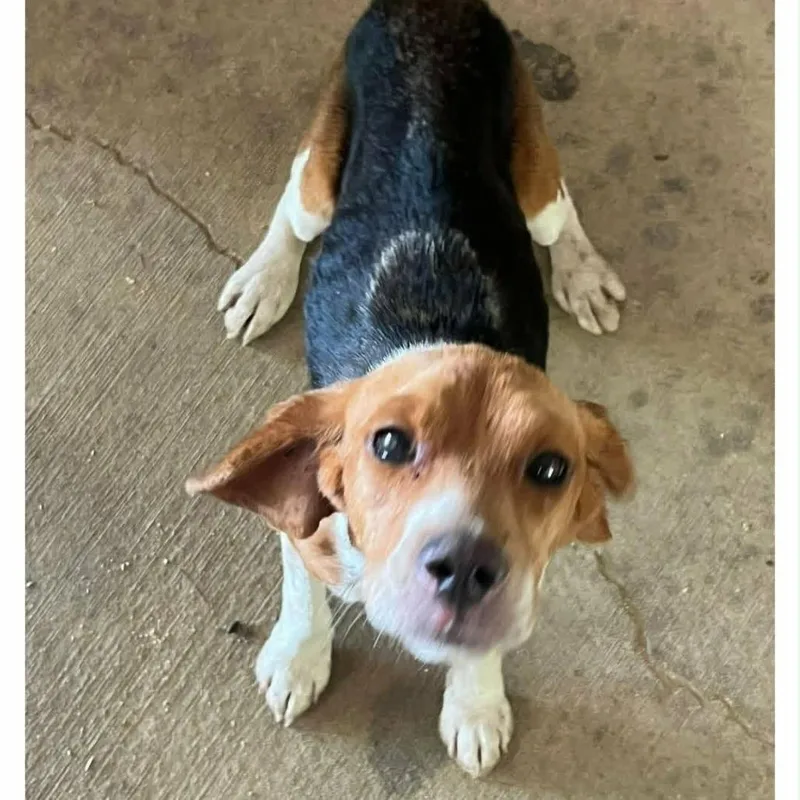 An adult small-sized female Beagle dog named Betty Lou for adoption in Alexandria, VA