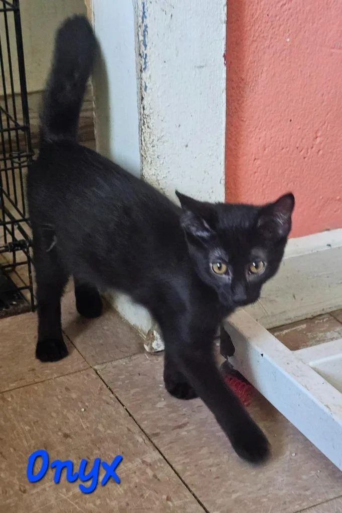A baby medium-sized male Domestic Short Hair cat named Onyx for adoption in Marianna, FL