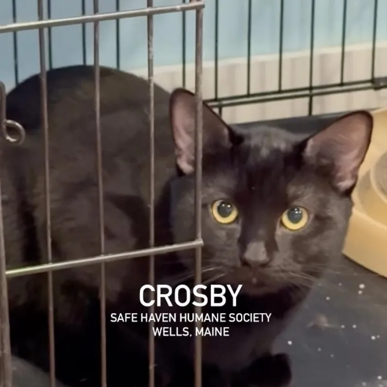 An adult medium-sized male Black Domestic Short Hair cat named Crosby for adoption in Wells, ME