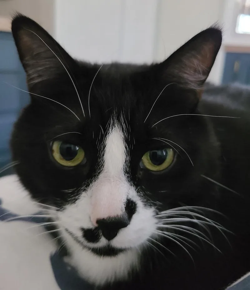 A senior large-sized male Domestic Short Hair cat named Buttons for adoption in Bellingham, WA
