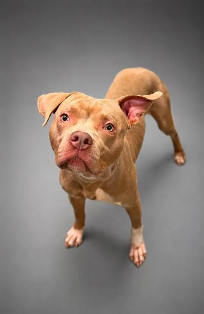 A young medium-sized male Pit Bull Terrier dog named Kane for adoption in Bowling Green, KY