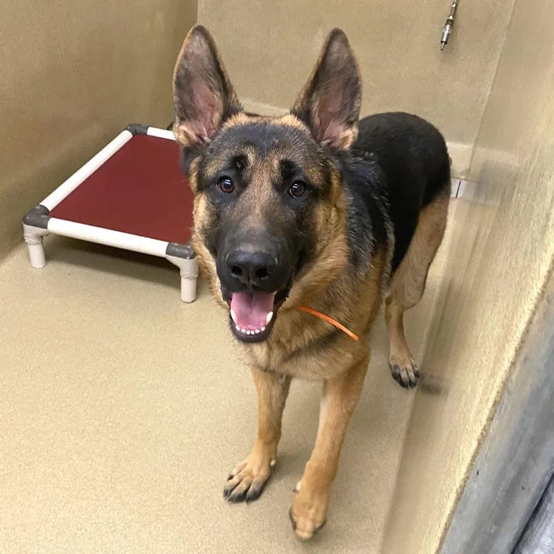 An adult large-sized male German Shepherd Dog dog named Bear for adoption in Monroe, GA