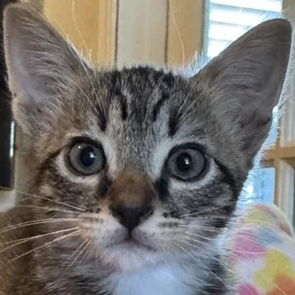 A baby medium-sized male Domestic Short Hair cat named Gary for adoption in Pleasanton, CA