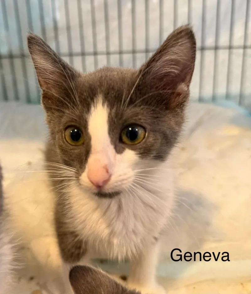 A baby small-sized female Domestic Short Hair cat named Geneva for adoption in Syracuse, IN