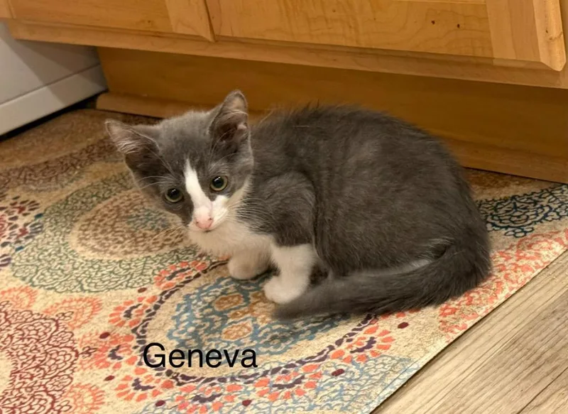 Geneva thumbnail 2