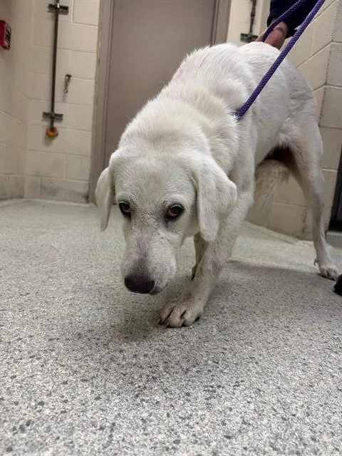 A young extra large-sized female Great Pyrenees dog named Dori for adoption in Conroe, TX