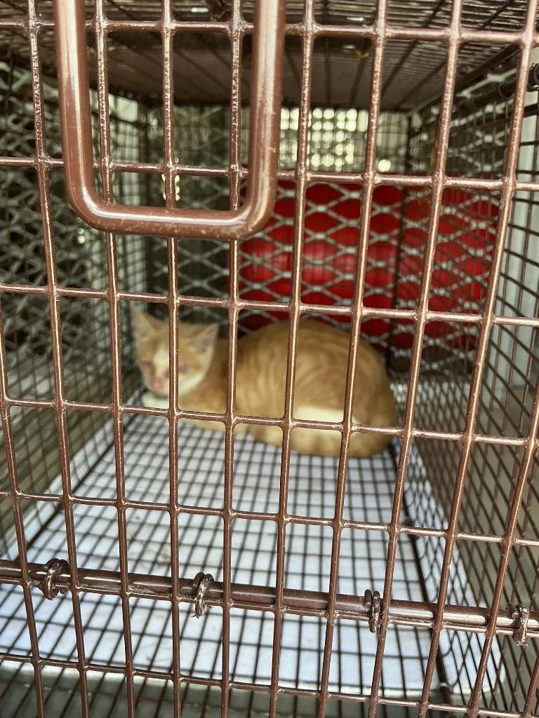 A baby small-sized male Domestic Short Hair cat named Jamie for adoption in New Braunfels, TX
