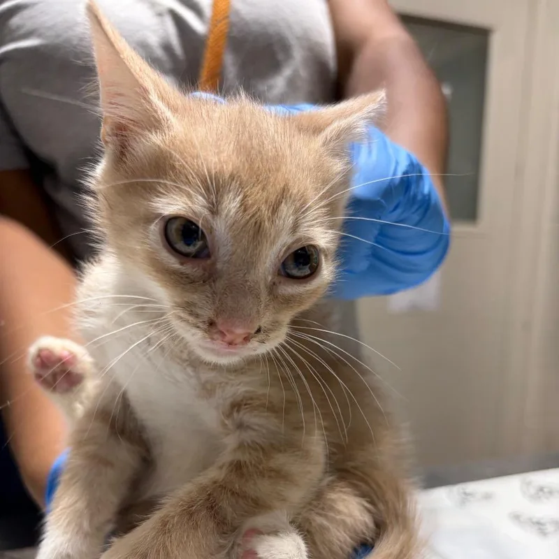 A baby small-sized male Domestic Medium Hair cat named Dusty for adoption in Milton, FL