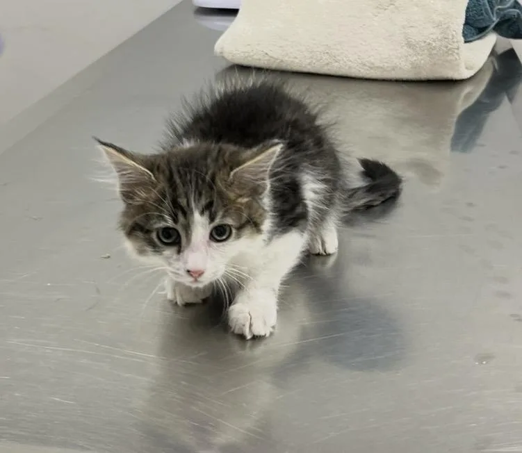 A baby small-sized male White Domestic Medium Hair cat named Sylvester Bennet for adoption in Chandler, AZ