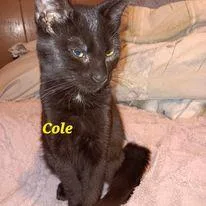 Zz Cole  Courtesy thumbnail 2