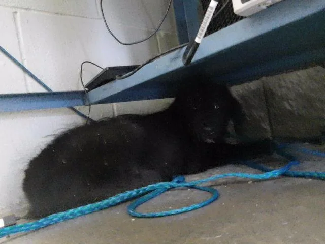 A baby small-sized male Poodle dog named Dizzy for adoption in Tulsa, OK